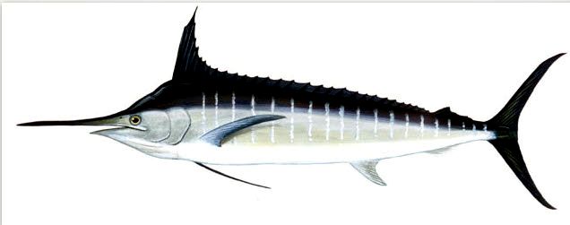 Makaira nigricans_06.jpg